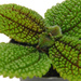 Pilea Moon Valley (Pilea mollis 'moon valley')