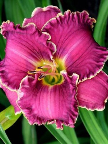 Liliowiec (Hemerocallis) Hurricane Swirls