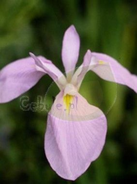 Irys Ensata Darling