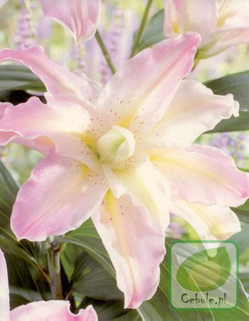 Lilia Orientalna Pełna (Lilium) Soft Music