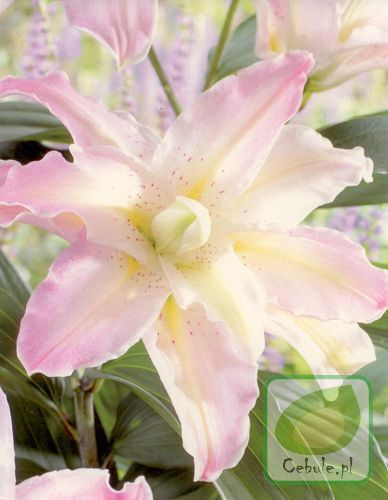 Lilia Soft Music 14/16