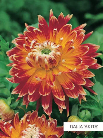 Zestaw Dalie Dekoracyjne