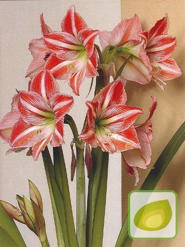 Amarylis Fairytale