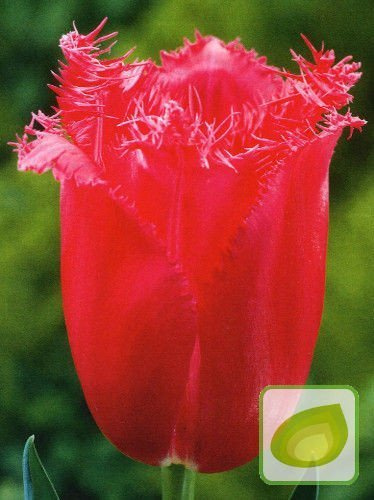 Tulipan Burgundy Lace