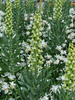 Szachownica (Fritillaria) Persica Ivory Bells