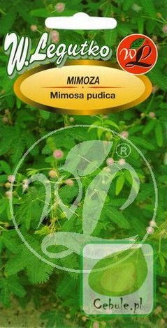 Nasiona Mimoza Wstydliwa Żywy Kwiat Mimosa Pudica