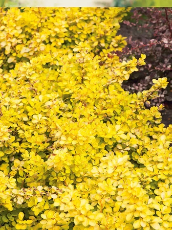 Berberys (Berberis thunbergii) 'Special Gold'