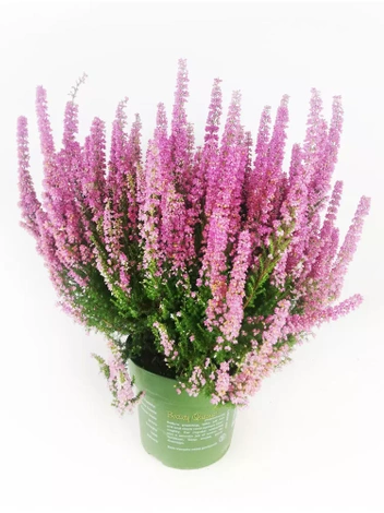 Wrzosiec (Erica carnea) 'Beauty Queen' w doniczce 17 cm - 1 szt.