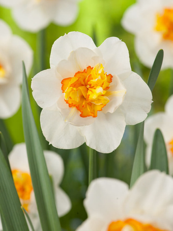 Narcyz (Narcissus) 'Flower Drift' 4 szt.