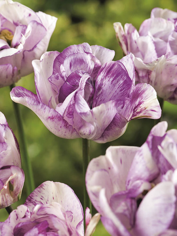 Tulipan Pełny Późny (Tulipa) 'Shirley Double' 5 szt.