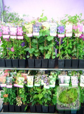 Bluszcz (Hedera) Thorndale