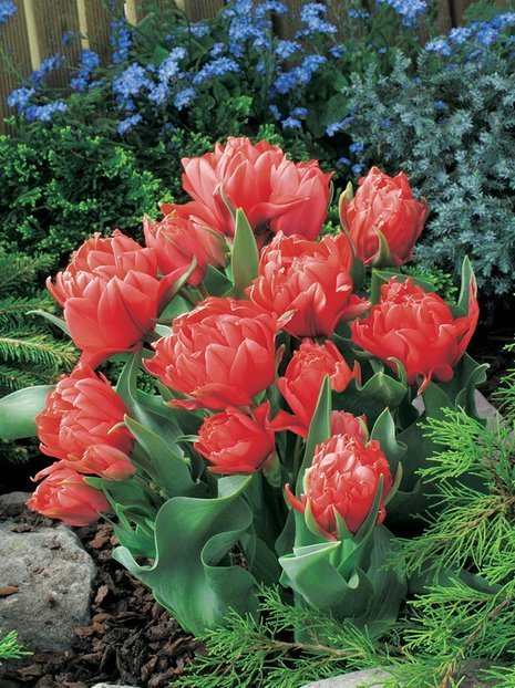 Tulipan Pełny Wczesny (Tulipa) 'Toronto Double' 5 szt.