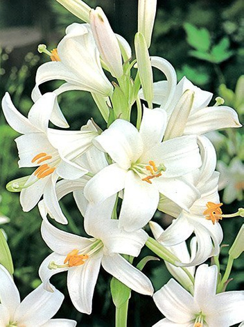 Lilia (Lilium candidum)  'św. Antoniego' 1 szt.