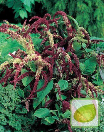 Nasiona Szarłat Wiechowaty Czerwonoszkarłatny - Amaranthus Panic.