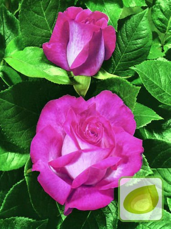 Zestaw Róże Wielkokwiatowe KOLORY