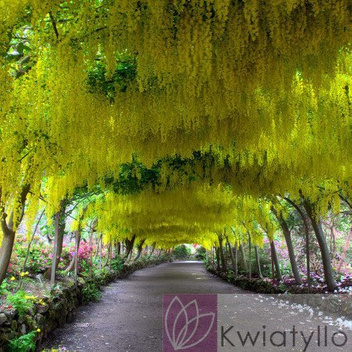 Złotokap Pospolity (Laburnum anagyroides)