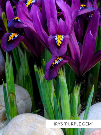 Zestaw Irysy Drobne 50 szt.