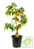 Klonik Pokojowy - Abutilion Drzewko w Doniczce 70 cm wysokości