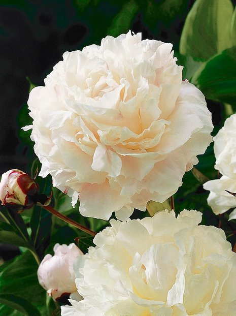 Piwonia chińska (Paeonia lactiflora) 'Shirley Temple'