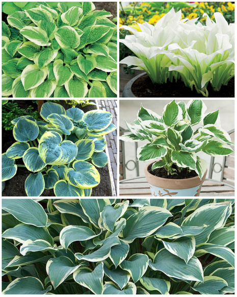 Zestaw Funkie Unikalne