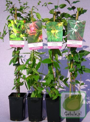 Wiciokrzew (Lonicera Caprifolium) Przewiercień