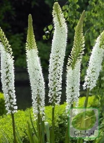 Pustynnik (Eremurus) White Beauty Favourite