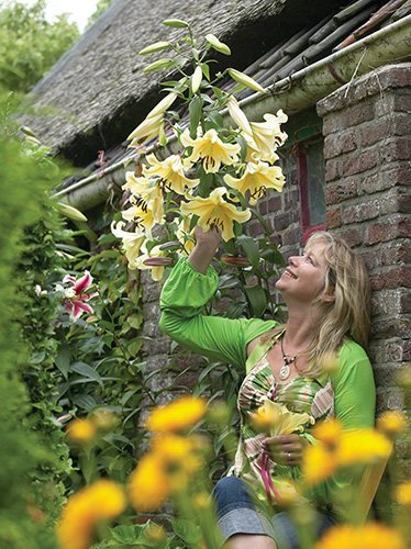 Lilia (Lilium) 'Honeymoon' 1 szt.