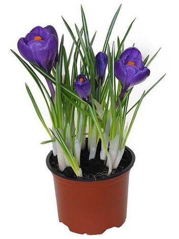 Krokus fioletowy w doniczce śr. 10,5 cm