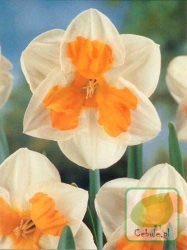 Narcyz Tricollet 12/14