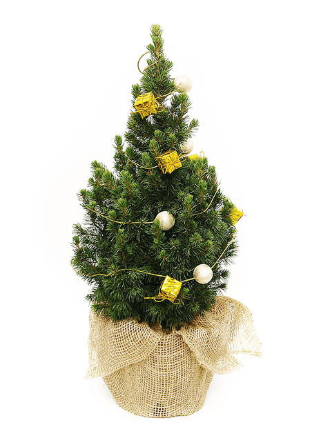 Świerk Conica w beżowej Jucie - Choinka Naturalna