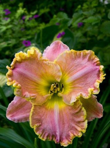 Liliowiec (Hemerocallis) Darla Anita