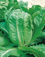 Nasiona Sałata Rzymska Parris Island