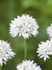 Czosnek Ozdobny (Allium) 'Gracefull Beauty' 5 szt.