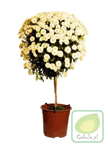 Chryzantema DRZEWKO Biała 100 cm wysokosci MEGA HIT