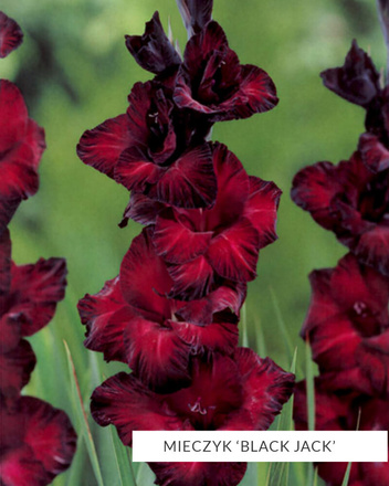 MEGA Zestaw Mieczyki 2