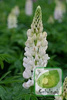 Nasiona Łubin Trwały Biały - Lupinus