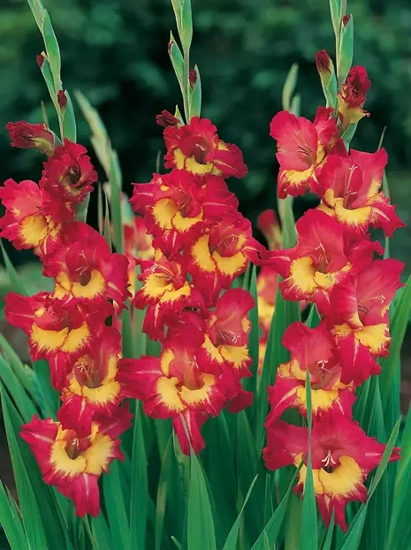 Megapaka Mieczyk (Gladiolus) 'Far West'