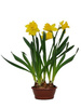 Narcyz trąbkowy żółty w doniczce o śr. 17 cm