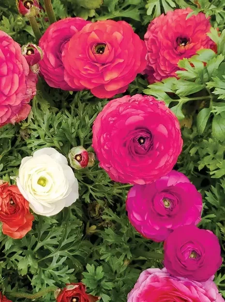 Jaskier (Ranunculus) Różowy 5 szt.