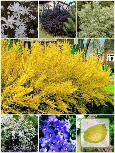 Zestaw Ozdobne Krzewy Liściaste