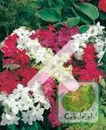 Nasiona Tytoń Ozd. Roulettef2 - Mix Karłowy