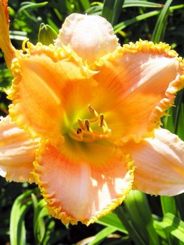 Liliowiec (Hemerocallis) Forestlake Ragamuffin