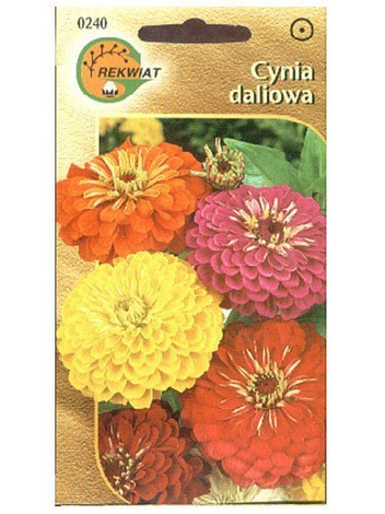 Nasiona Cynia Daliowa Mieszanka Kolorów