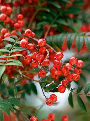Jarząb (Sorbus L.)