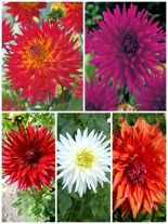 Zestaw Dalie Kaktusowe