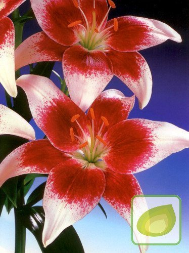 Lilia (Lilium) Strawberry and Cream