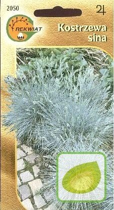 Nasiona Kostrzewa Sina - Festuca Cinerea