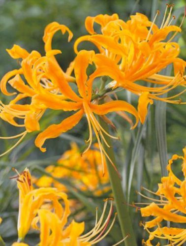 Likoris (Lycoris) Aurea