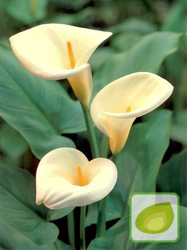 Kalia (Calla) Aethiopica