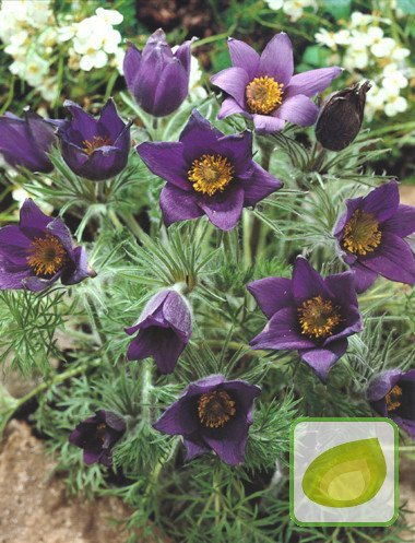 Sasanka (Pulsatilla) Blue
